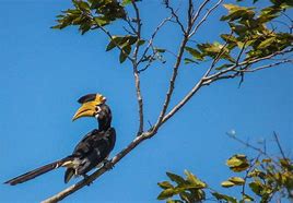 Image result for Malabar Pied Hornbill