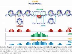 Image result for Mackerek Seq