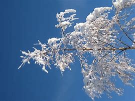 Image result for Branches in Winter