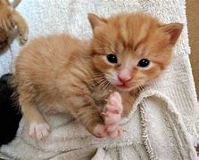 Image result for 2 Month Old Black Kitten