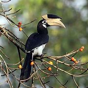 Image result for Malabar Pied Hornbill