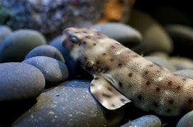 Image result for Little Pet Sharks