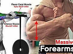 Image result for Forearm Workout Names