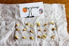 Image result for Figer Lime Citrus Seed Sprouting