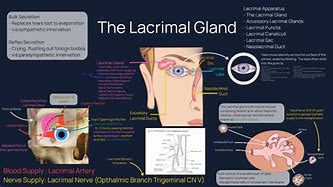 Image result for Lacrimal Gland Location