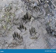 Image result for Footprint in Mud