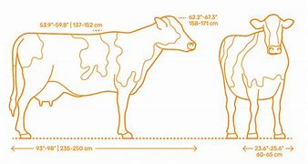 Image result for Cattle Size