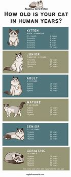 Image result for Cat Human Years