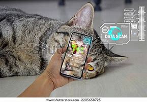 Image result for Ai Animal