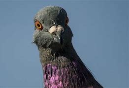 Image result for Pigeon with Raised Tail