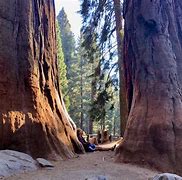 Image result for Sequoia National Park to Yosemite