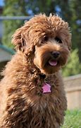 Image result for Labradoodle