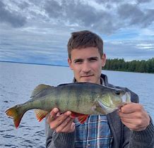 Image result for Perch Fishing