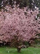 Image result for Prunus Accolade