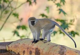 Image result for Vervet Monkey