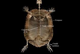 Image result for Turtle Formation