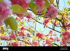 Image result for Cherry Blossom Tree Branches