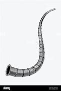 Image result for War Horn