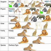 Image result for Taxonomy Classification Chart