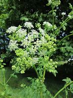 Image result for Hemlock Pics