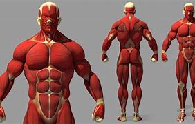 Image result for Muscle Refrences