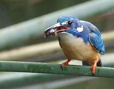 Image result for Collared Kingfisher