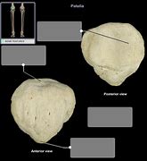 Image result for Bone Identification Separate