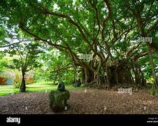 Image result for Ficus Retusa