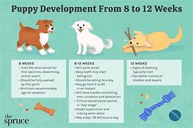 Image result for Puppy Schedule 18 Weeks