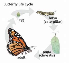 Image result for Bug's Life Butterfly