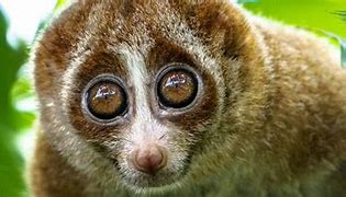 Image result for Slow Loris