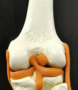 Image result for Knee Bones and Joints