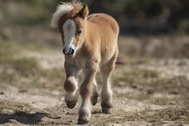 Image result for Baby Horse Running