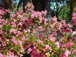 Image result for Spring Flowering Bush with Pink Flowers