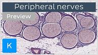 Image result for Central and Peripheral Anatomy