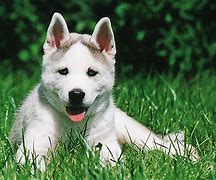 Image result for Siberian Husky