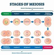 Image result for Product of Meiosis