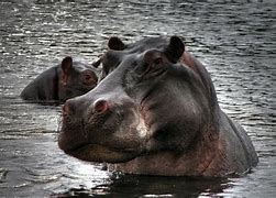 Image result for Hippo Kidney