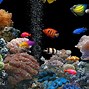 Image result for Aqua Fish