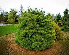 Image result for Full-Grown White Pines