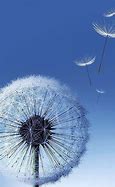 Image result for Aesthetic Dandelion Desktop Wallpaper