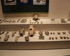 Image result for Archaeological Human Bones