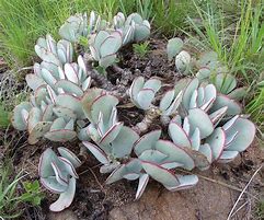 Image result for Cotyledon Teretifolia