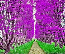 Image result for Magnificent Trees