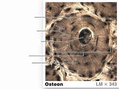 Image result for Osteon Contains