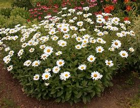 Image result for Shasta Daisy Leaf