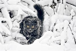 Image result for Snow On Cat Stunning