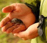 Image result for Newborn Baby Vole