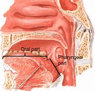 Image result for Side of Tongue Anatomy