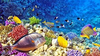 Image result for Biodiversitas Laut HD